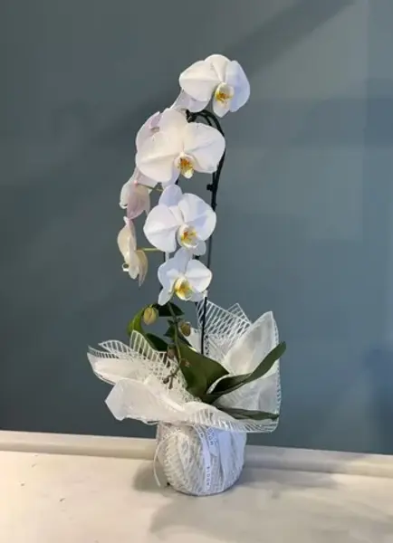 ORQUÍDEA CASCATA 1 HASTE EM EMBALAGEM DE PAPEL