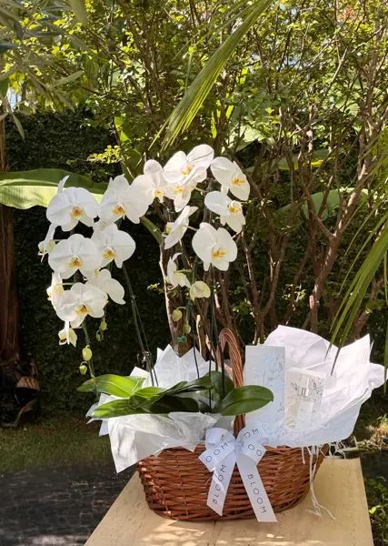 CESTA ESSÊNCIA