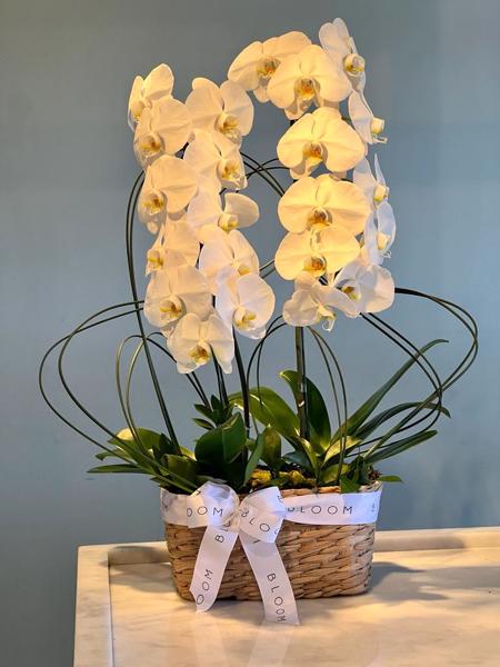 ORQUÍDEAS EM CESTO