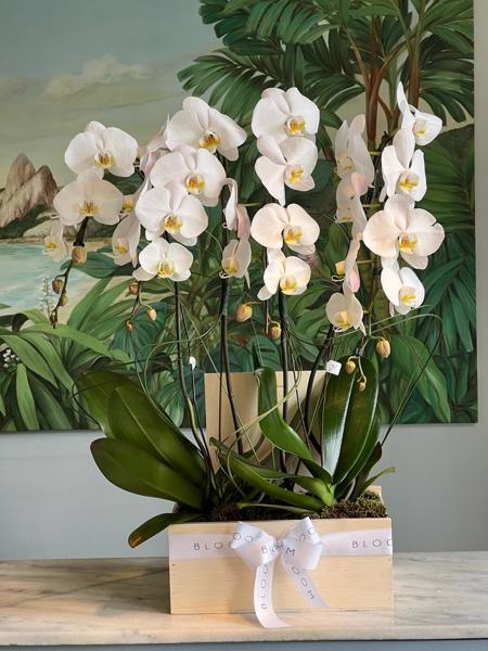 ORQUÍDEAS CASCATA EM CAIXA DE MADEIRA