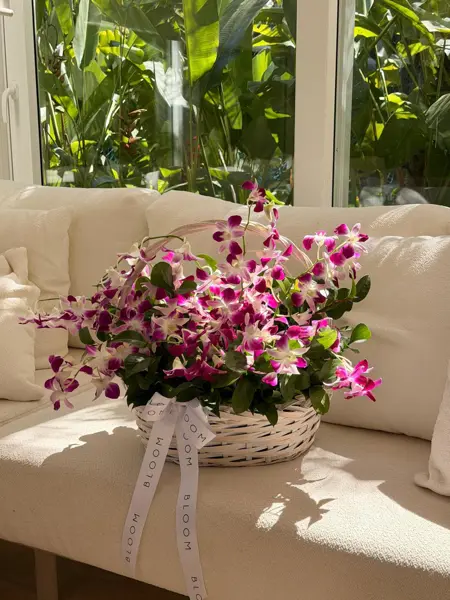 CESTA COM ARRANJO DE ORQUÍDEAS DENPHAL
